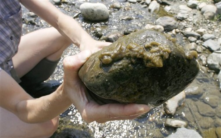 Didymo, or rock snot, like this specimen from the White River in Stockbrige, Vt., has also been found in a nearby salmon hatchery.